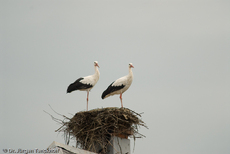 Weißstorch (14 von 20).jpg